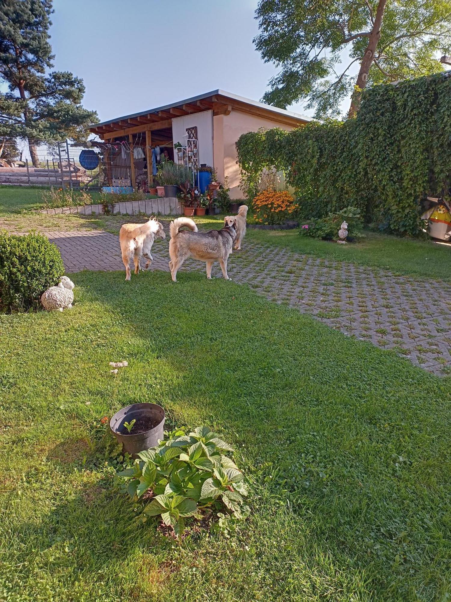 Ferienhof Im Gruenen Herzen Dittersdorf Exteriör bild